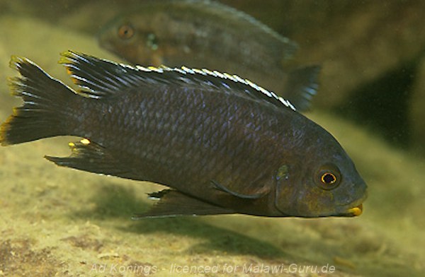 'fuscous‘ 'Nakantenga Island Petrotilapia sp. 'fuscous‘